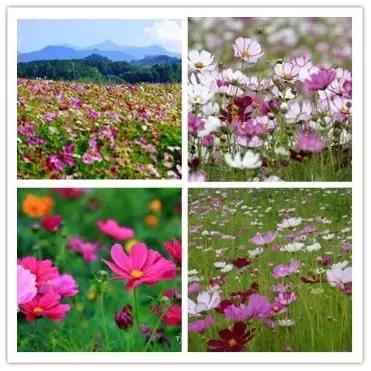 罗田有什么花,常见的野生观赏花有哪些