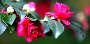 罗田有什么花,常见的野生观赏花有哪些