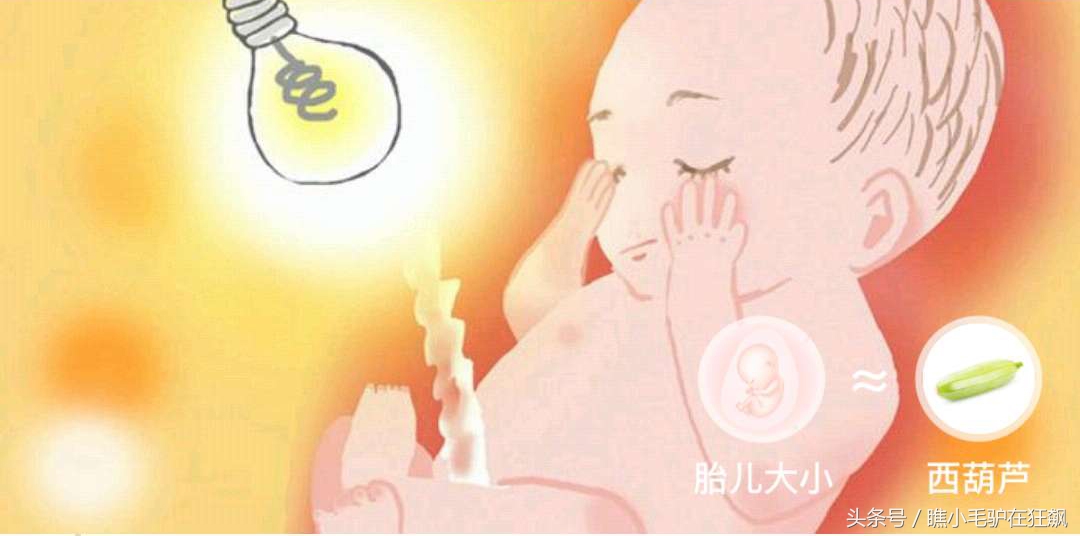 孕期宝宝变化的视频,妊娠第28周胎儿变化