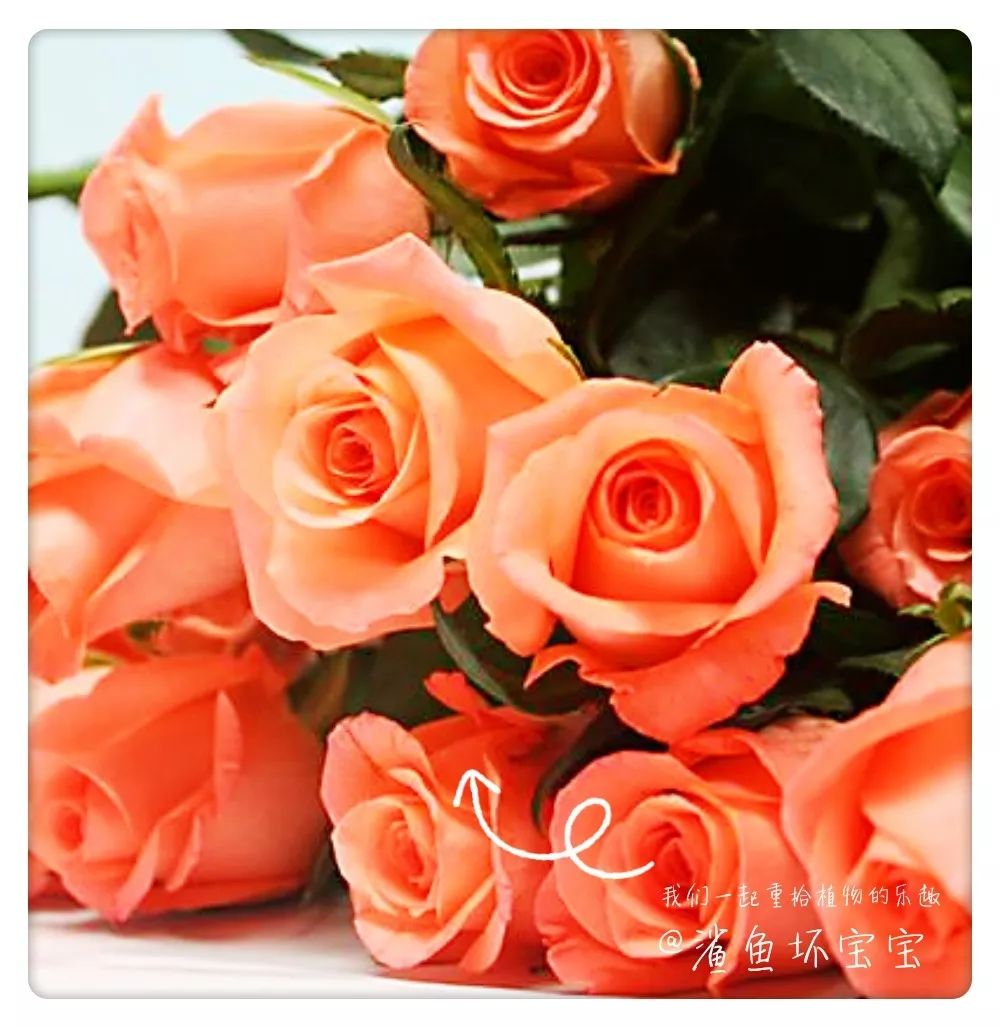 植物世界橡树,植物世界木棉花