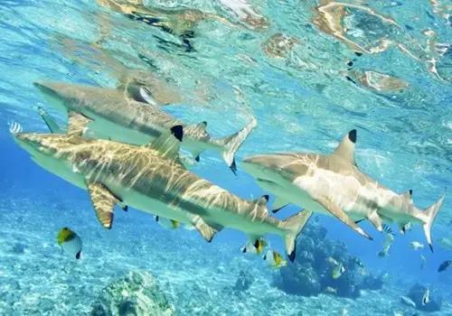 帕劳的旅游咋样,帕劳森旅游攻略