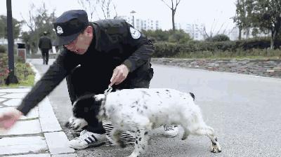 走进神秘警犬基地！解密“神犬”是怎样炼成的……