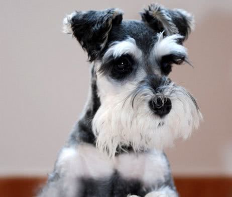 狗狗护主视频合集,护主能力最强的十种狗狗