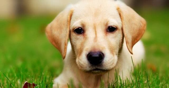 狗狗护主视频合集,护主能力最强的十种狗狗