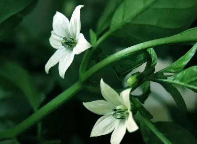 庭院风水知识100条,庭院风水知识