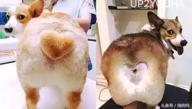 如何让金毛成为拉布拉多,金毛变装霸气视频