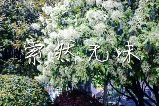 大学校园里面的石楠花,复旦石楠花