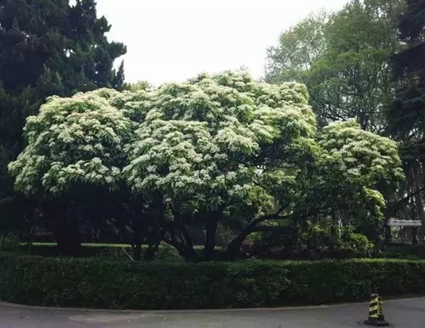 大学校园里面的石楠花,复旦石楠花