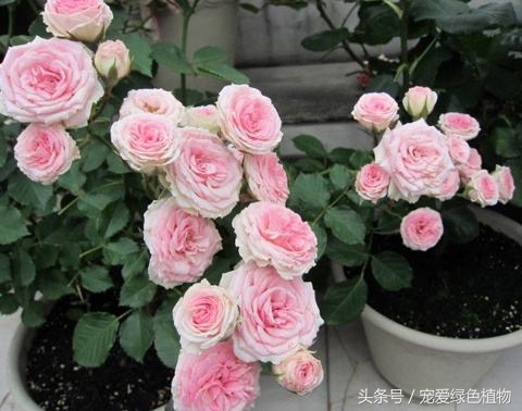 月季有花苞了浇哪种发酵的果皮水,月季浇什么叶子更绿