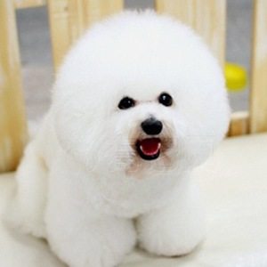 卷毛比熊能值多少钱,卷毛比熊有什么颜色