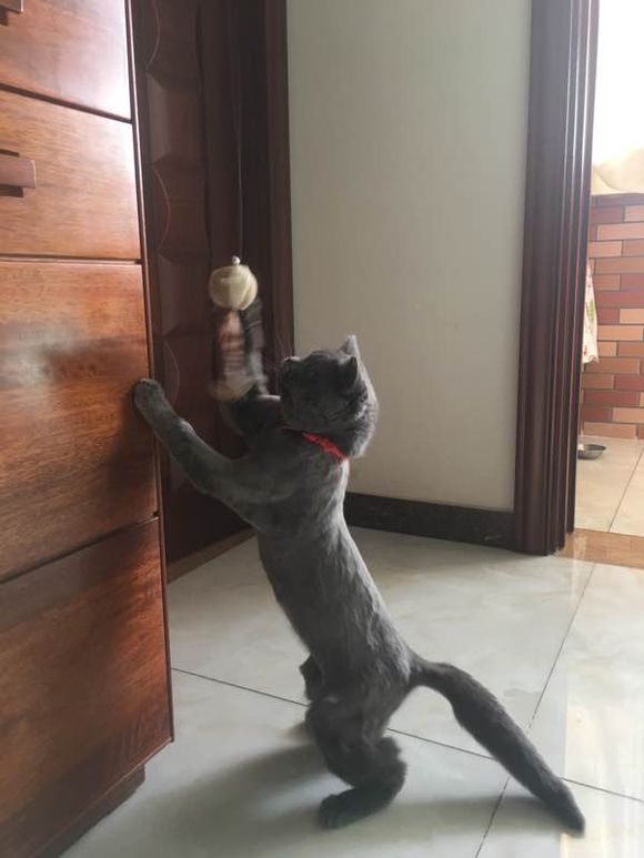 公猫尿道造口术后增生怎么办？