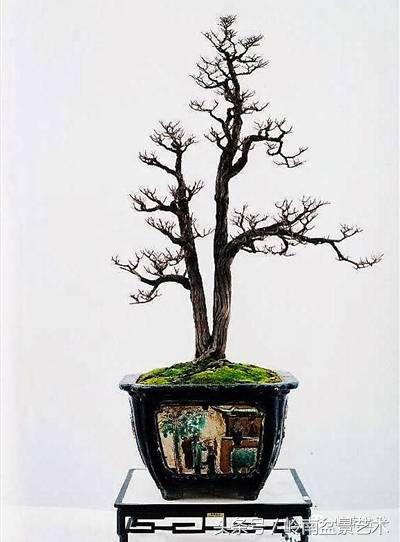 双杆罗汉松树盆景造型,双斜杆盆景