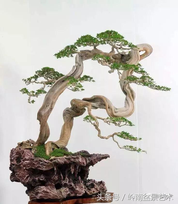 双杆罗汉松树盆景造型,双斜杆盆景