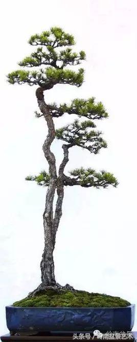 双杆罗汉松树盆景造型,双斜杆盆景