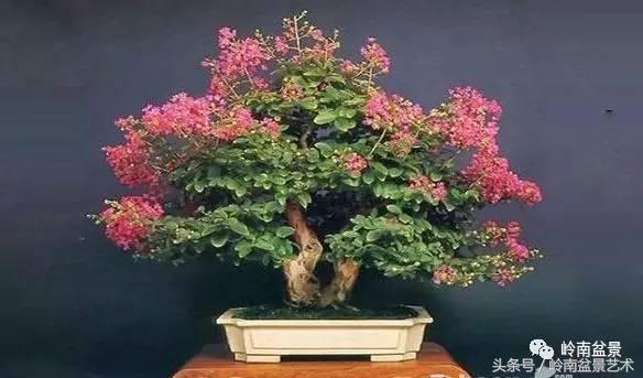 双杆罗汉松树盆景造型,双斜杆盆景