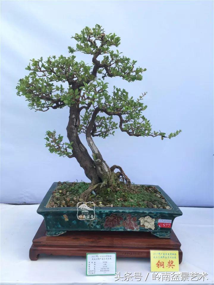 双杆罗汉松树盆景造型,双斜杆盆景