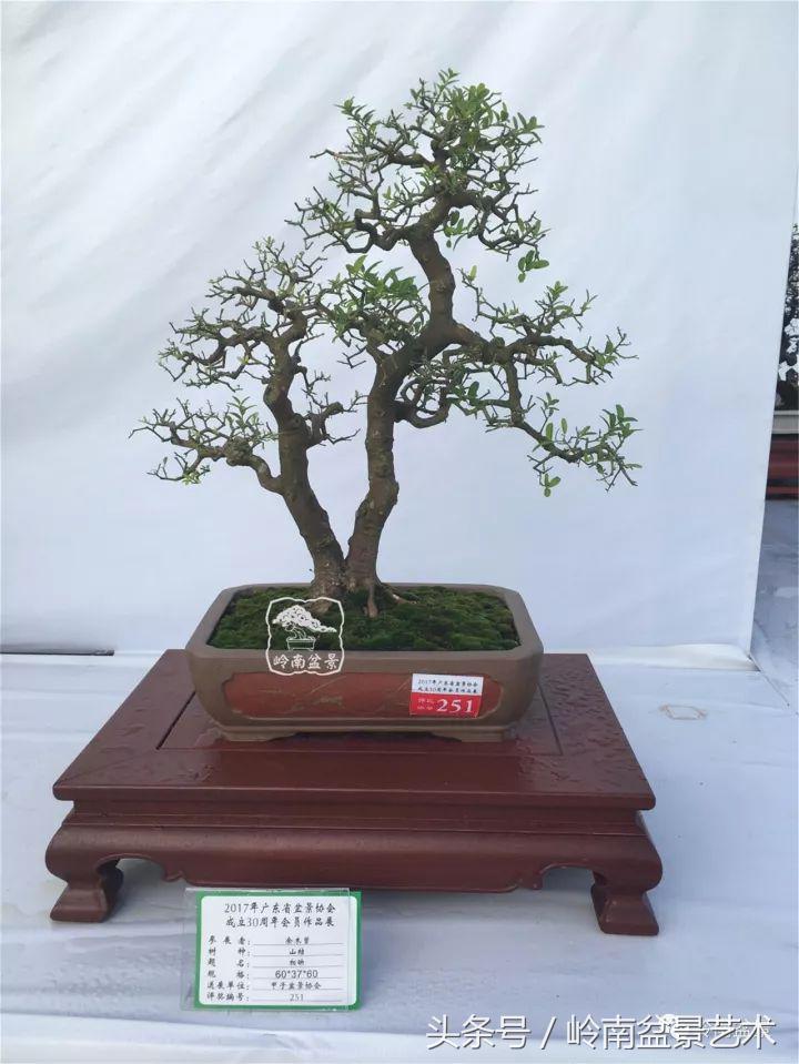 双杆罗汉松树盆景造型,双斜杆盆景