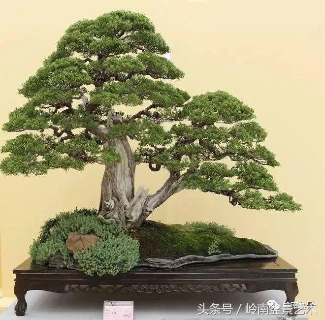 双杆罗汉松树盆景造型,双斜杆盆景