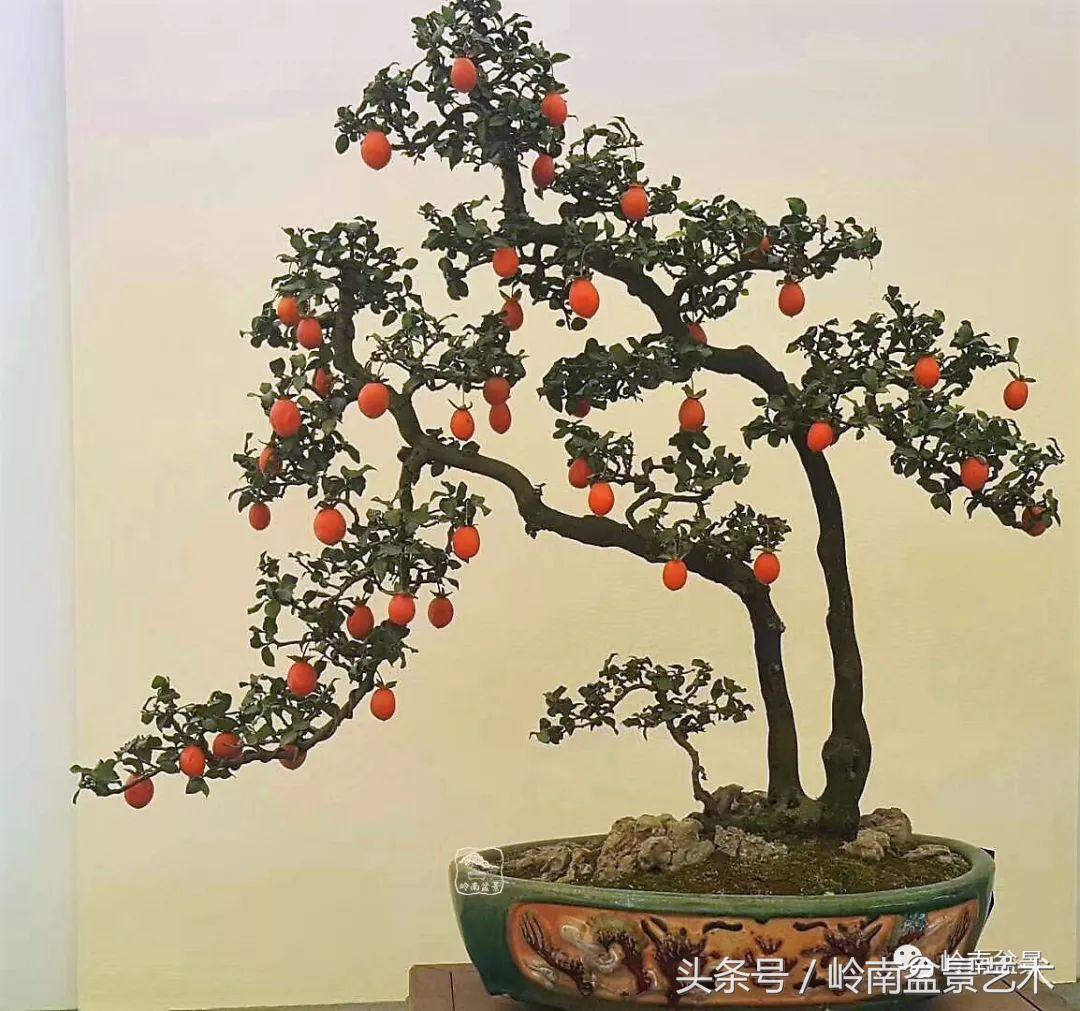 双杆罗汉松树盆景造型,双斜杆盆景