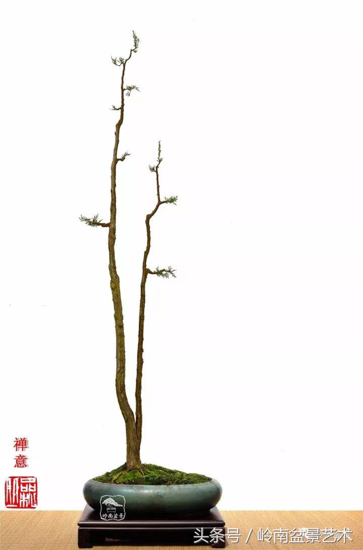 双杆罗汉松树盆景造型,双斜杆盆景