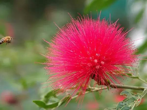 家里养的花多有助睡眠吗,卧室要养的4种睡眠花