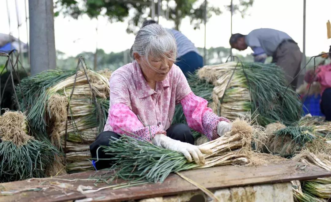 一人一斤“爱心藠”！齐心帮阳春石湖藠农度难关，功效也神奇！