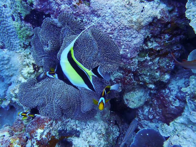 看我这发型酷不酷｜我觉得很可爱啊！帕劳潜水超级赞！