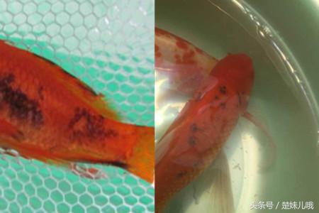 鱼身上有黑斑是什么鱼,鱼身上长黑斑用啥药治
