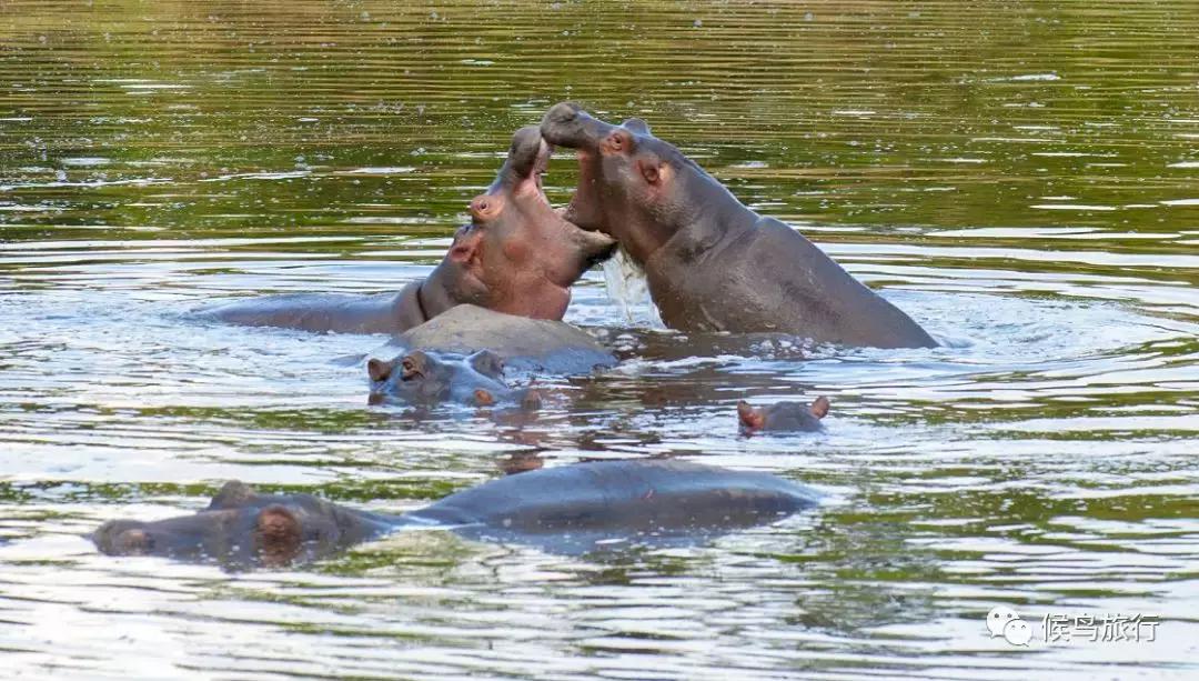 东非野生动物大迁徙,东非动物大迁徙