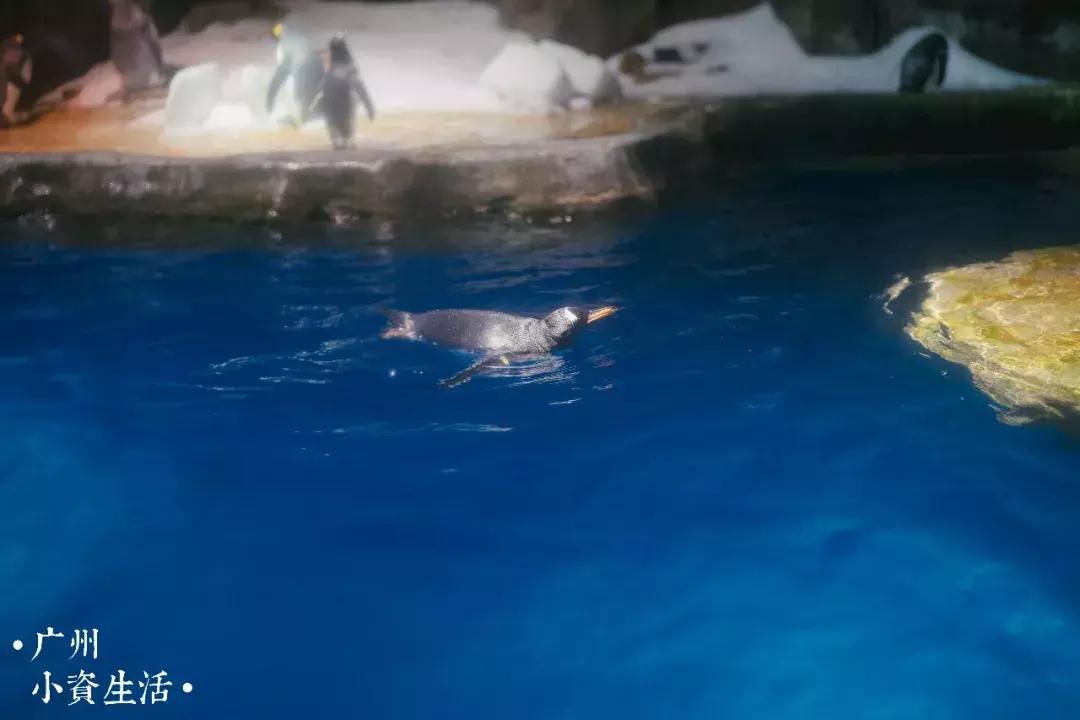 巴南海洋公园一日游攻略 (香港海洋公园游玩攻略)