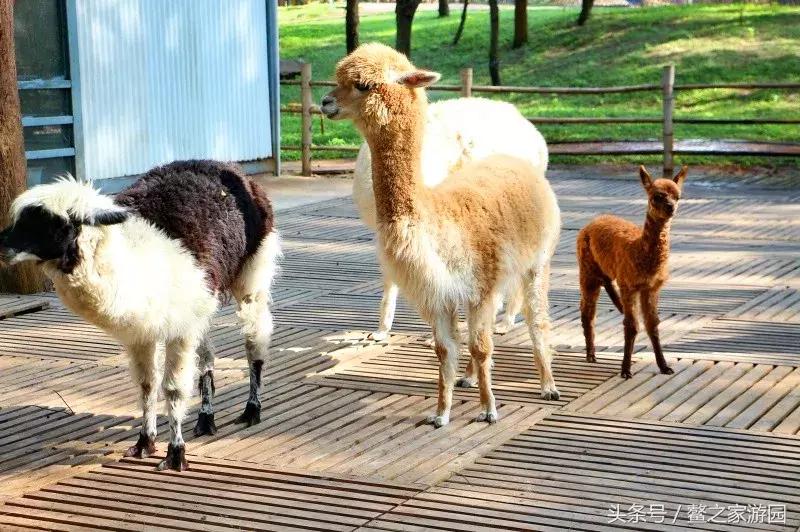 带你玩转漳州城市奇遇——2018国际沙滩足球大奖赛六鳌翡翠湾