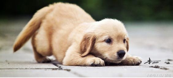 对主人最忠诚的狗小型犬,关于全世界十大名犬排行榜