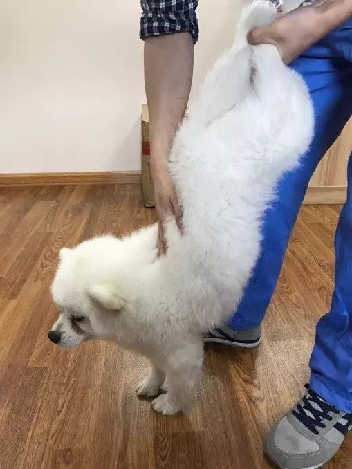 边牧误食葡萄皮,边牧咬小孩的事件