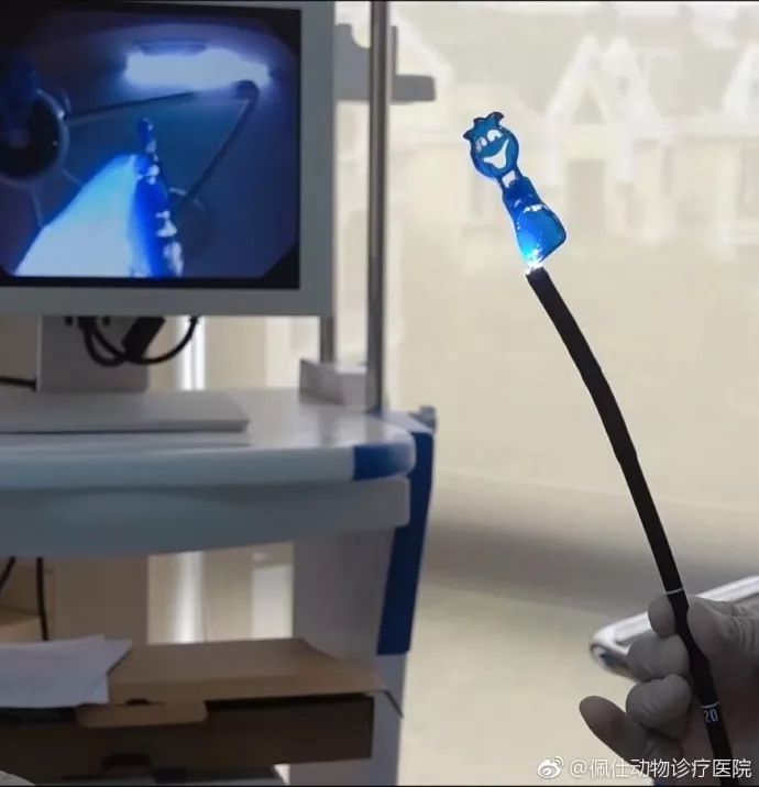 边牧误食玩具怎么办,边牧误食耳塞