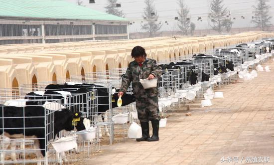 犊牛饲养与管理教学视频,奶牛饲养和管理技术