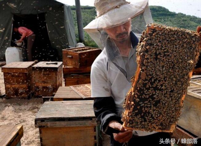 为什么蜇人的都是工蜂,工蜂蜇人后多久工蜂会死