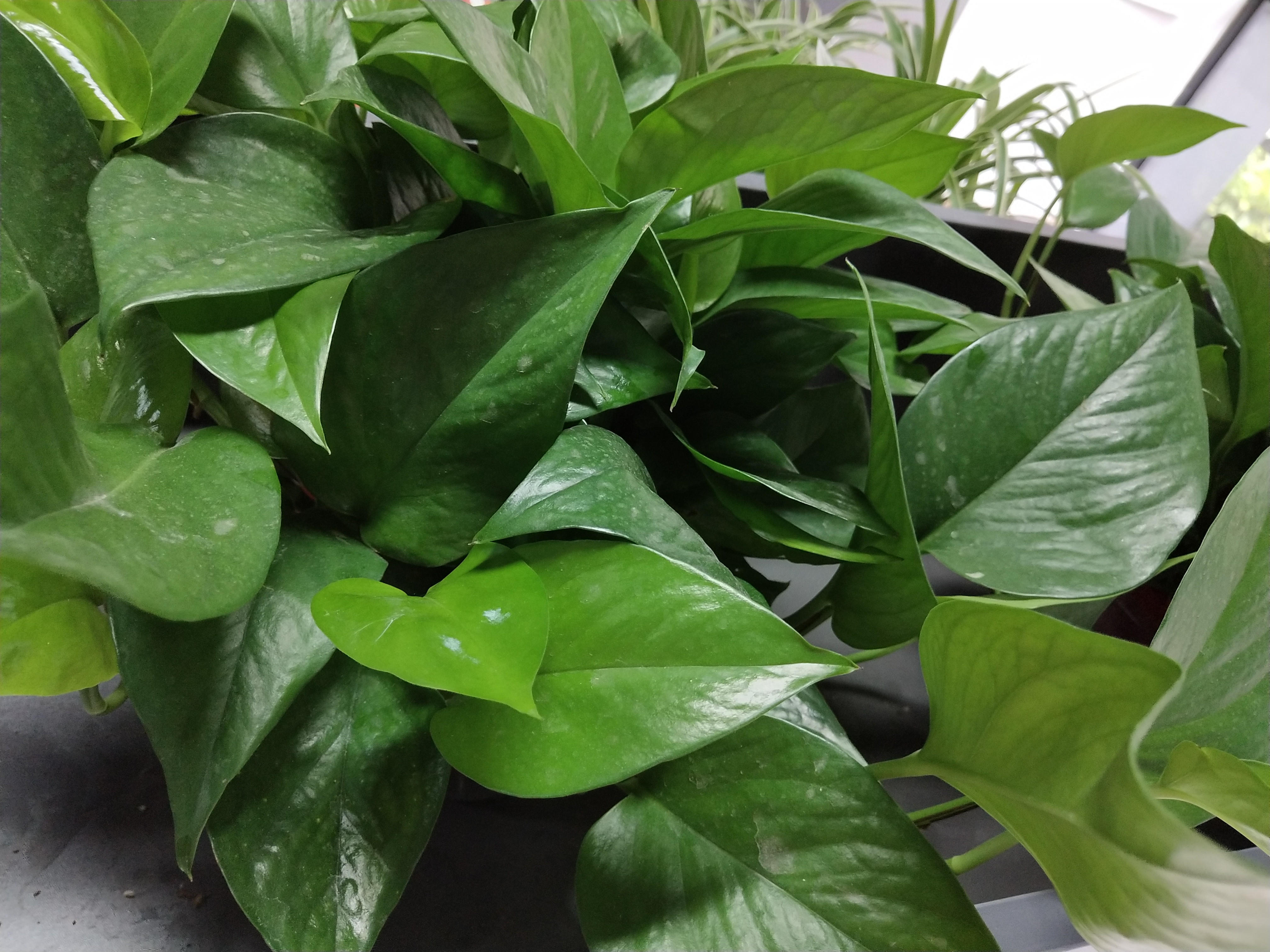 我的绿萝是不是生病了,绿萝吐水是什么原因引起的