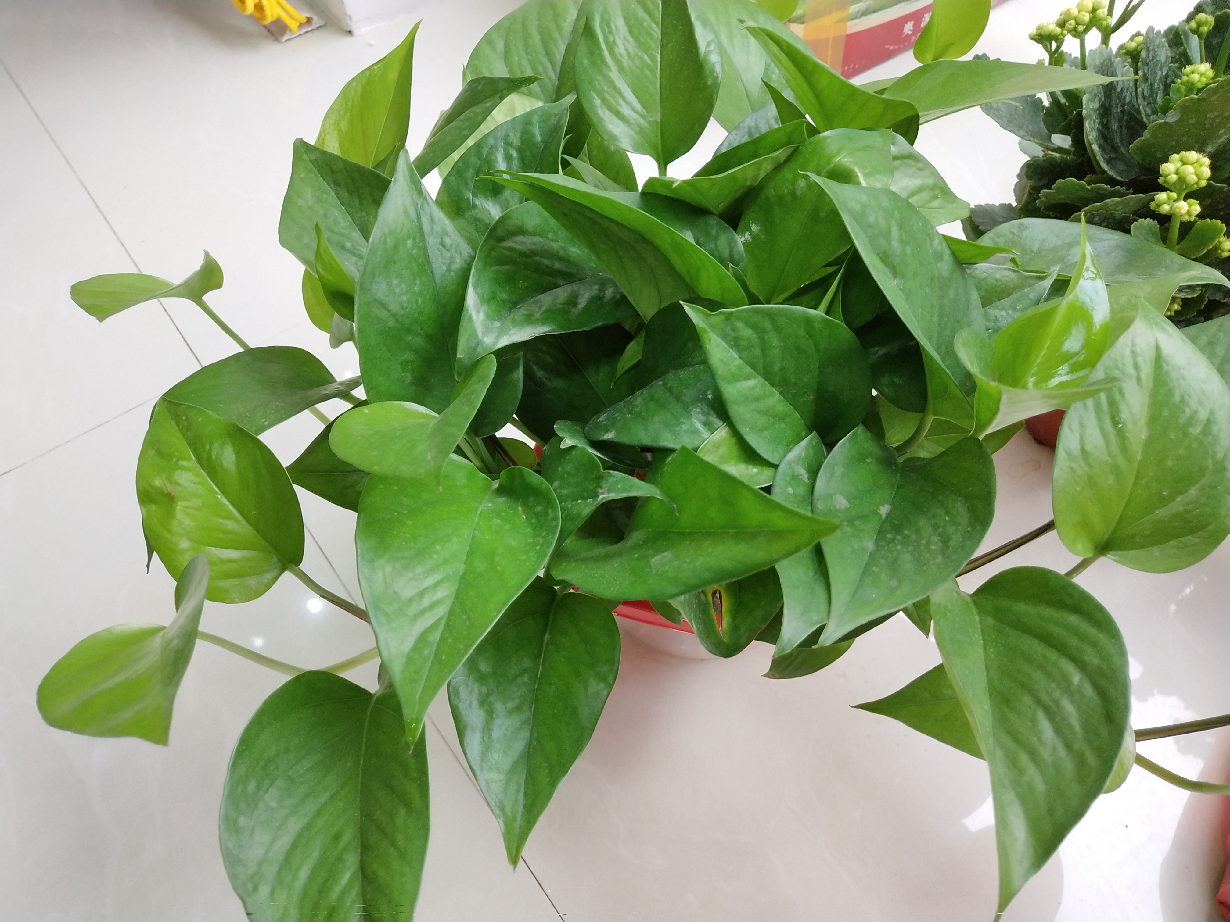 我的绿萝是不是生病了,绿萝吐水是什么原因引起的