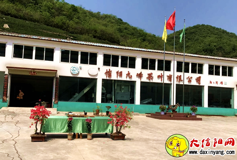 信阳九峰茶业有限公司,信阳曾静