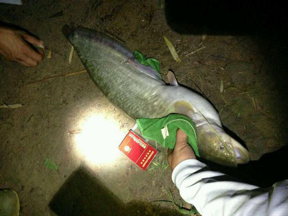 夜钓大口鲶鱼用什么饵最好,野河钓大口鲶鱼有多大