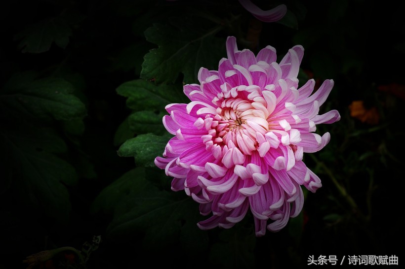 十首简短的爱国诗词,十句表达爱国情怀的诗句