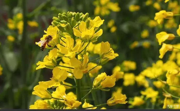 东南dx3自驾游,江浙寻花事