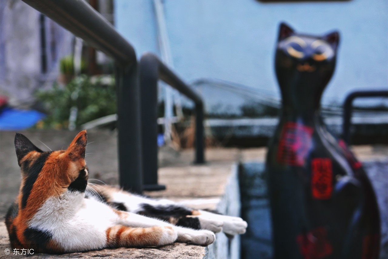 东山帐篷生态酒店左耳厦门民宿猫街第一爆改夫妻档他们改过的房子