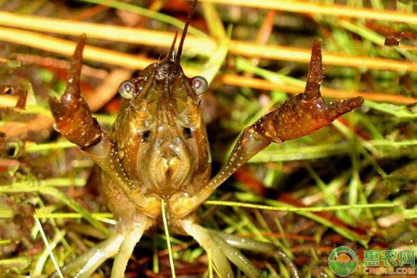 一亩地小龙虾养殖投资回报率多少,小龙虾养殖商业模式和盈利模式