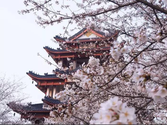 江浙寻花事,东南dx3自驾游