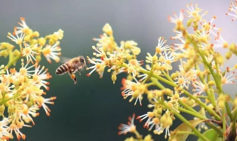 最真实的荔枝花海,广州荔枝花海