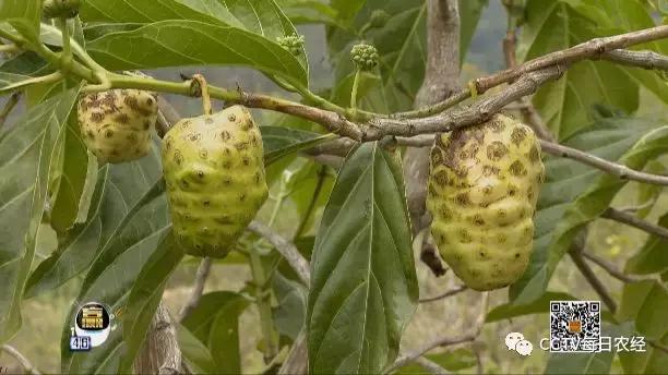 为什么热带的水果又甜又好吃,又酸又苦的热带水果