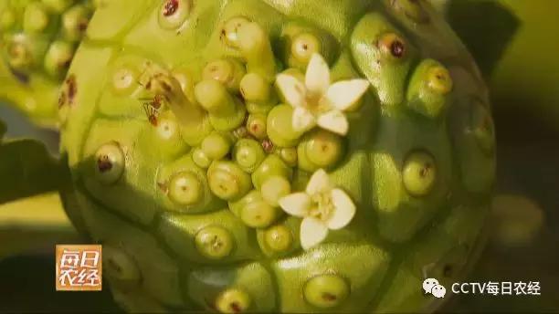 又酸又苦的热带水果,超级酸的热带水果