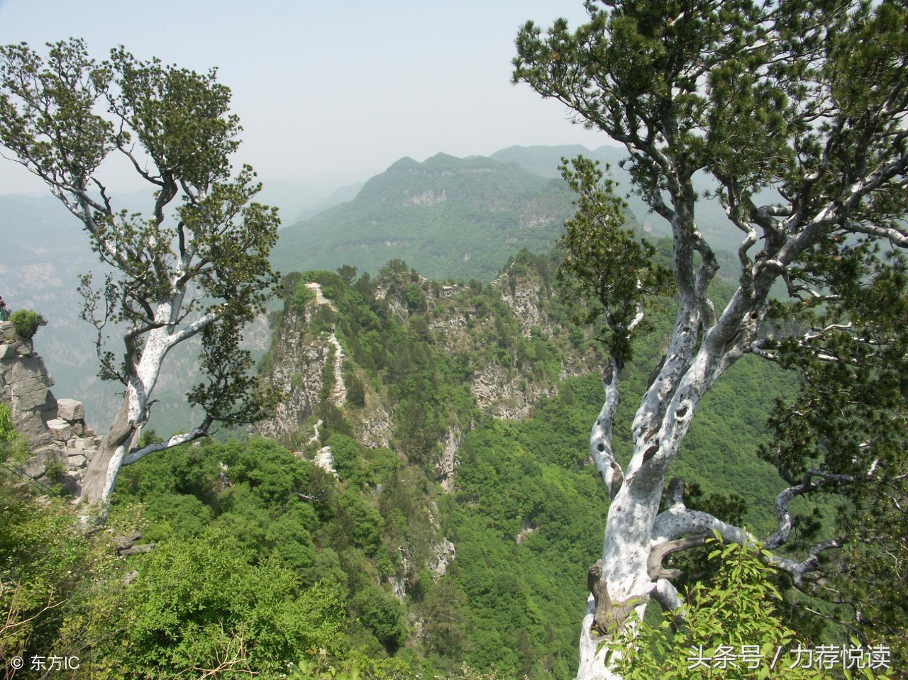 宋新宇：家乡的白松