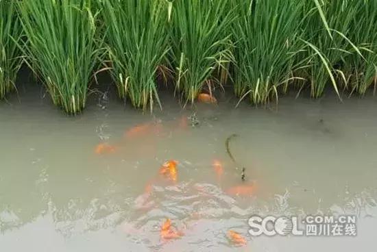 五一小长假尽情撒欢,2021五一川内游推荐